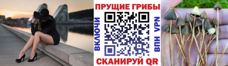 Псилоцибиновые грибы мухоморы  kraken вход  Сургут 