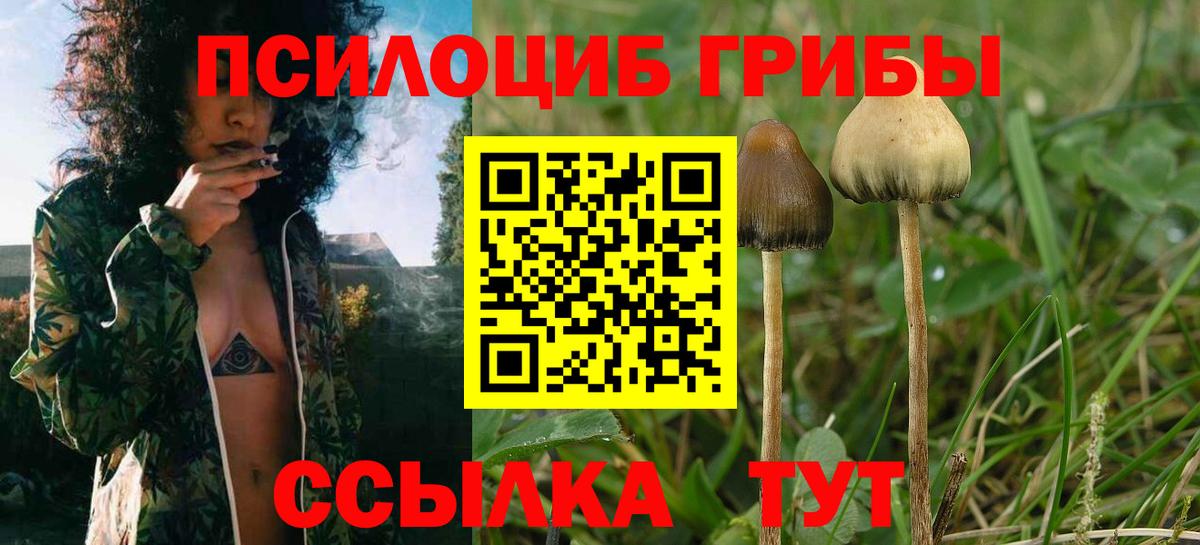 Псилоцибиновые грибы прущие грибы Сургут